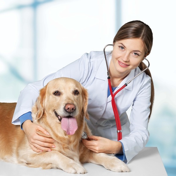 Big Cow Animal Hospital - Pete test 020624