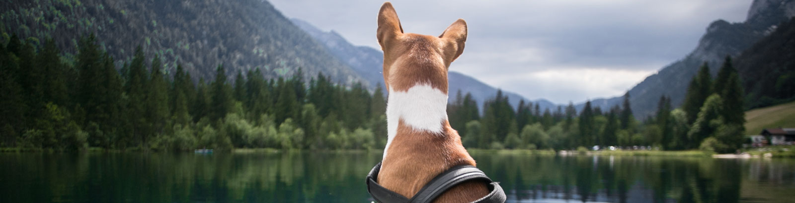 Dog at Lake - Harness